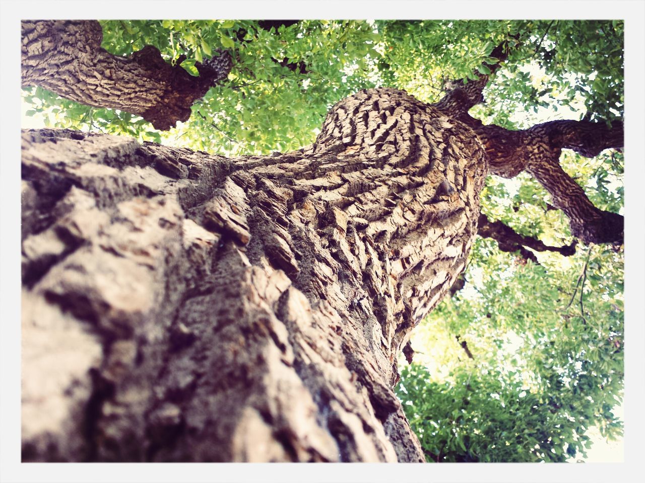 transfer print, auto post production filter, tree, tree trunk, growth, nature, textured, close-up, bark, forest, branch, natural pattern, tranquility, outdoors, day, no people, rough, wood - material, moss, leaf