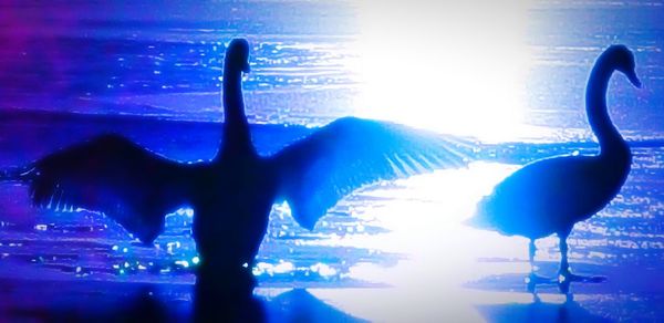 Sun shining through bright sun