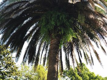 Low angle view of palm trees against sky