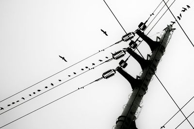 Low angle view of birds perching on power line