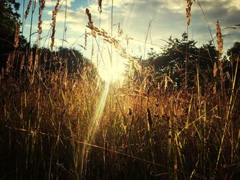 Scenic view of field against sky at sunset