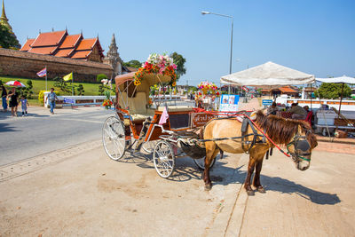 Horse cart on street in city