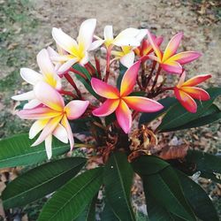 High angle view of pink flowering plants