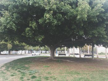 Trees in park against sky