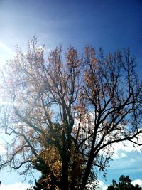 Low angle view of tree against sky
