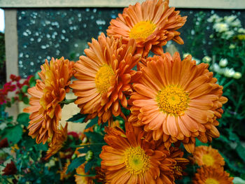 Close-up of orange flowering plant