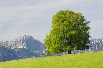 Trees growing on field against sky