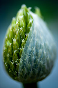 Close-up of succulent plant