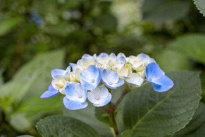 Close-up of blue hydrangea flowers