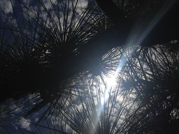 Low angle view of bare trees against sky