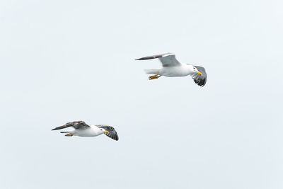 Low angle view of seagull flying against clear sky