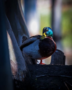 bird