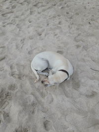 High angle view of dog sleeping on sand