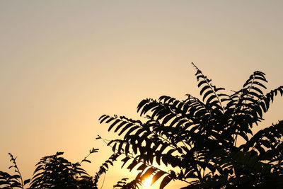 Low angle view of silhouette palm tree against clear sky