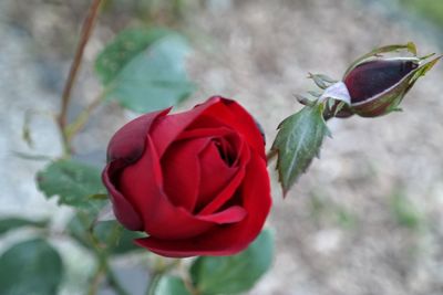 Close-up of red rose