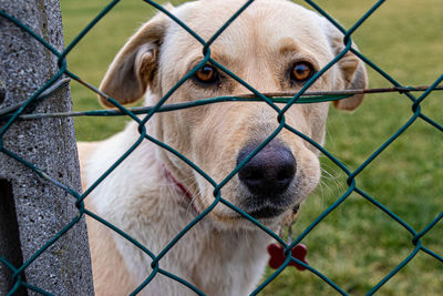 Labrador dog behind fences