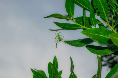 Close-up of insect on leaves