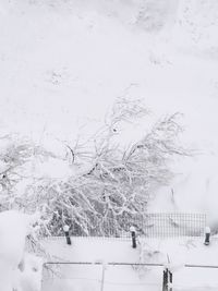 Bare trees on snow covered field