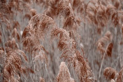 Close-up of dry plants on field