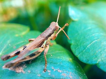 Close-up of grasshopper