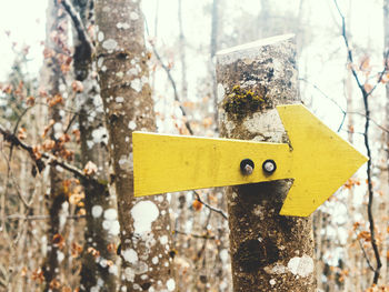 Yellow arrow symbol on tree at forest