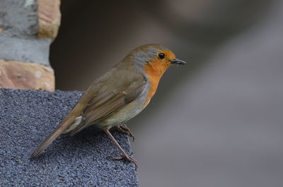 Close-up of bird perching