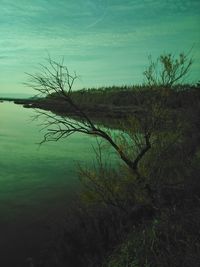 Reflection of trees in water