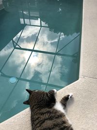 High angle view of cat looking through window