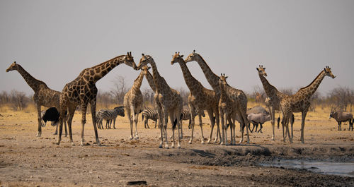 Side view of camels on sand at desert