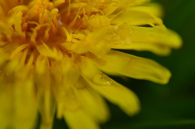 Close-up of yellow flower