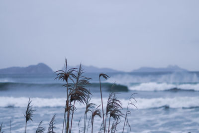 Plants growing on beach against sky