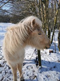 Horse on snow covered field