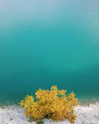 High angle view of plants by sea