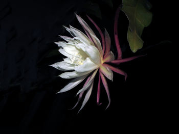 Close-up of flower against black background