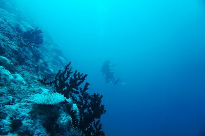 View of coral swimming in sea