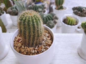 Spiky cactus in small white pots for room decoration