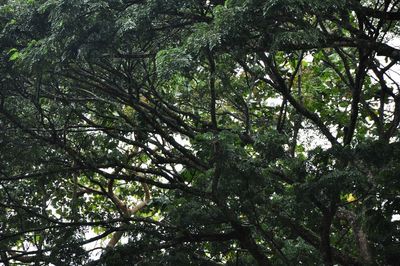 Low angle view of trees in forest