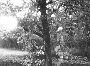 Trees and plants on field in forest