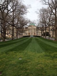 Trees on grassy field