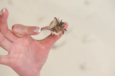 Close-up of hand holding leaf