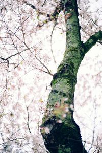 Trees growing against sky