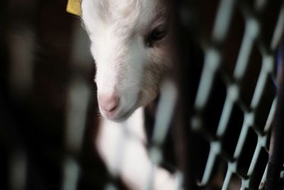 Close-up of lamb in cage