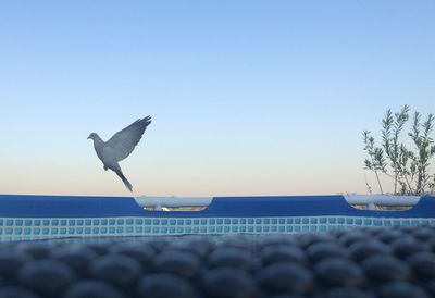 Low angle view of seagull flying against clear sky