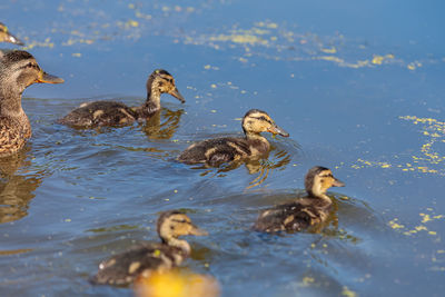 During the day, ducklings swim in the pond under the supervision of a duck