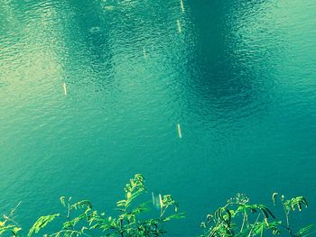 High angle view of turtle swimming in lake