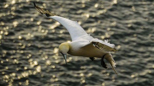 Close-up of bird on water