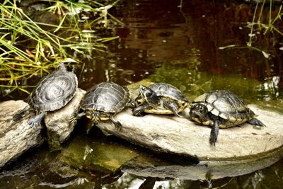 Close up of turtle in water