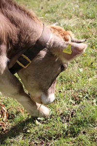 Cow standing in a field