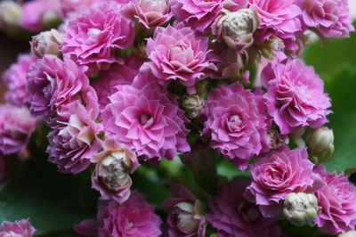 Close-up of pink flowers