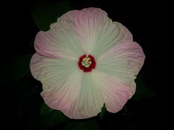 Close-up of flower blooming against black background